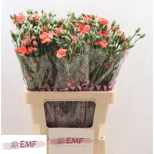 Di Tr Orange Amelie