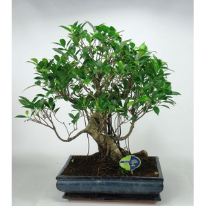 Ficus retusa, 38 cm., shape, with drip tray