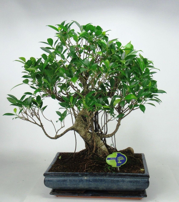 <h4>Ficus retusa, 38 cm., shape, with drip tray</h4>