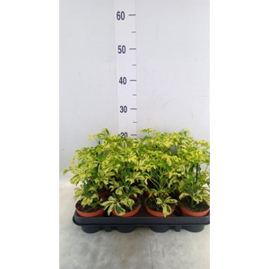 Schefflera arbor. 'Janine'