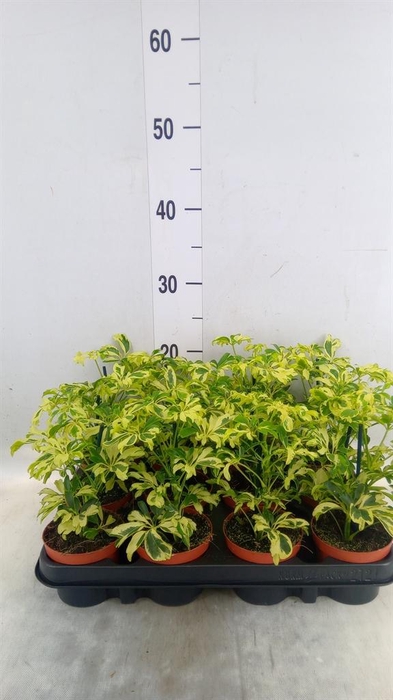 <h4>Schefflera arbor. 'Janine'</h4>