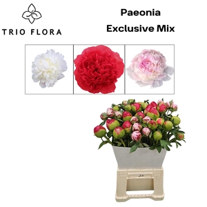 PAEONIA 'Exclusive Mix' Kraag