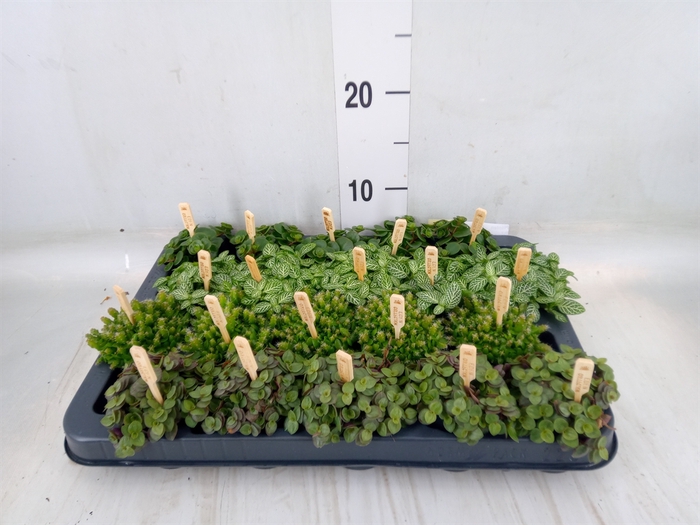 <h4>Planten  ..mix</h4>