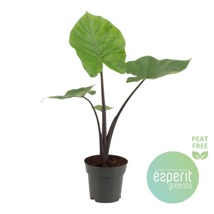 <h4>Alocasia Black Cobra</h4>
