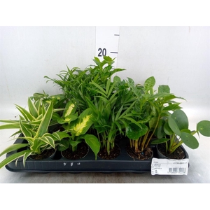 Planten Groen   ...mix  5