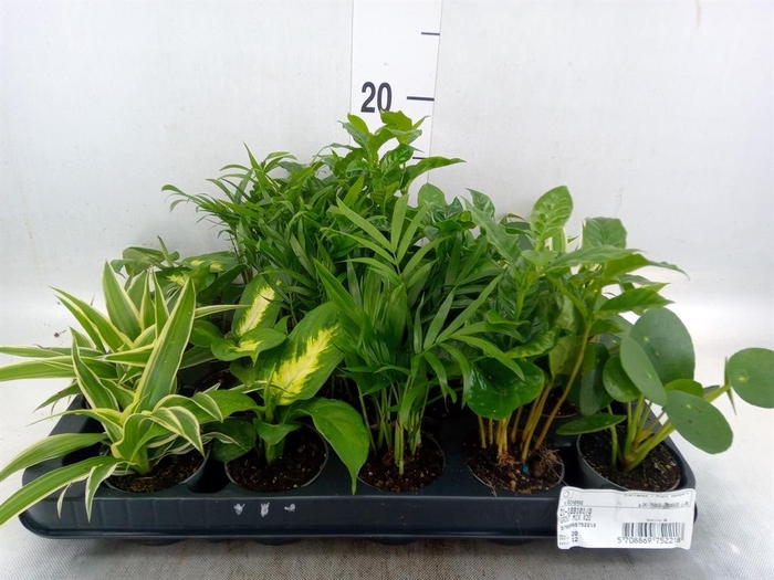 <h4>Planten Groen ...mix 5</h4>