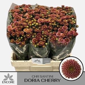 CHR SAN DORIA CHERRY