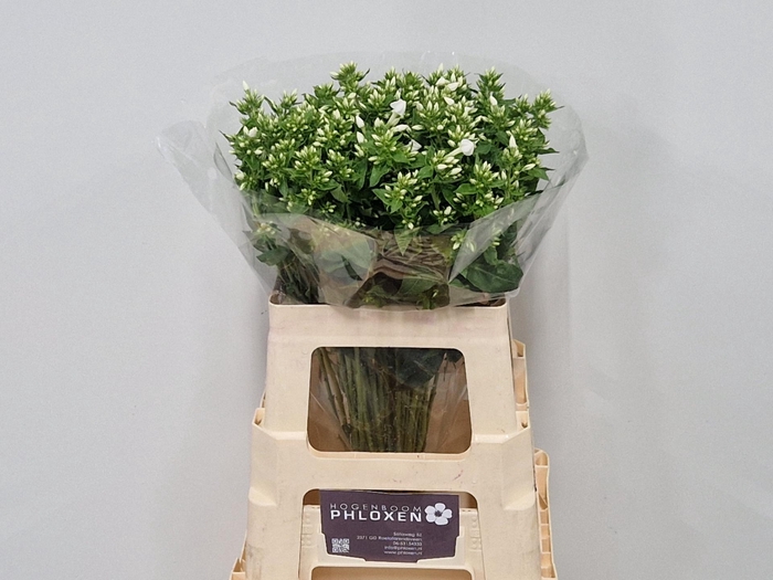 <h4>PHLOX P SNOWY</h4>