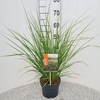 Pennisetum alopecuroides
