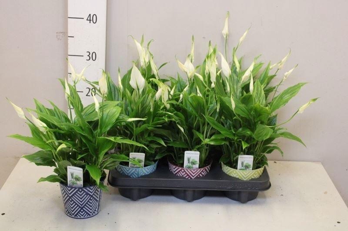 <h4>SPATH CHOPIN</h4>