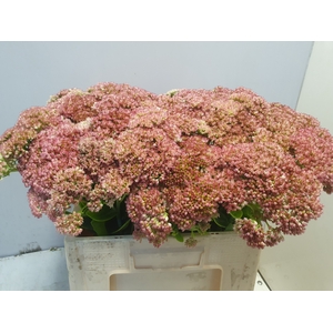 SEDUM SPECTABILE