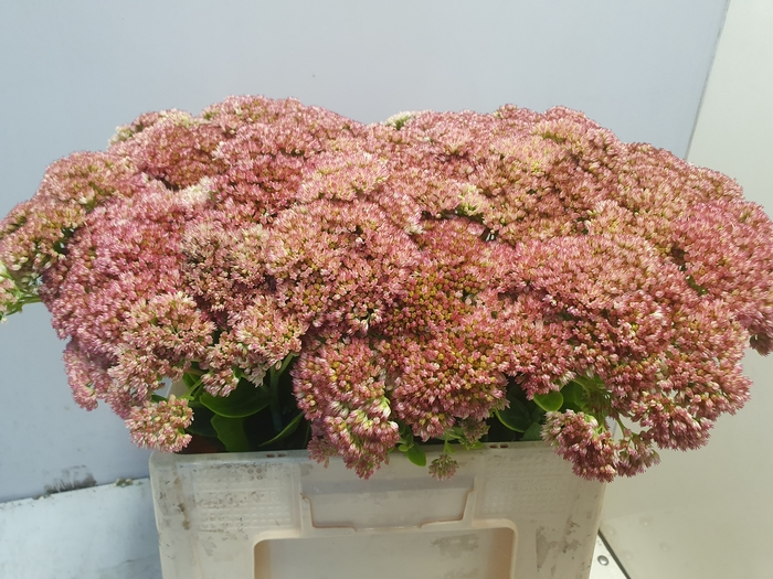 <h4>SEDUM SPECTABILE</h4>