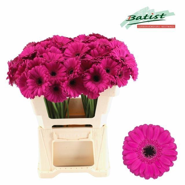 <h4>GERBERA MI 'ANNA'</h4>