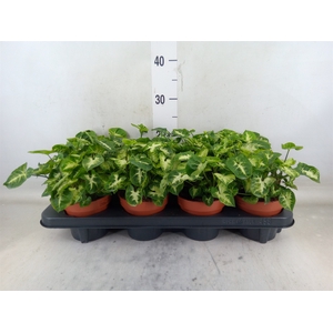 Syngonium  'Pixie'