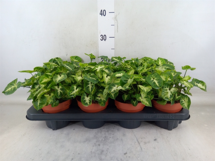 <h4>Syngonium  'Pixie'</h4>