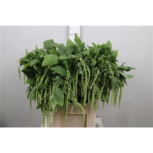 Amar Ca Green Cord