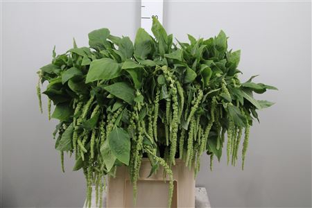 <h4>Amar Ca Green Cord</h4>