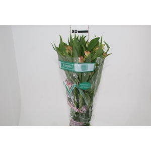 ALSTROEMERIA CANYON 080 CM