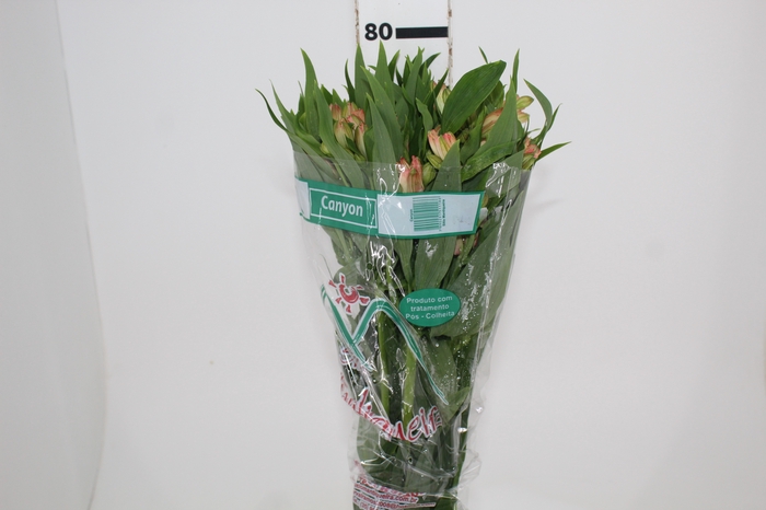 <h4>ALSTROEMERIA CANYON 080 CM</h4>