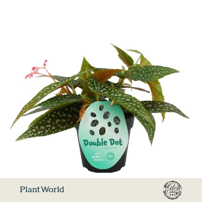 <h4>Begonia blad 'Double Dot'</h4>