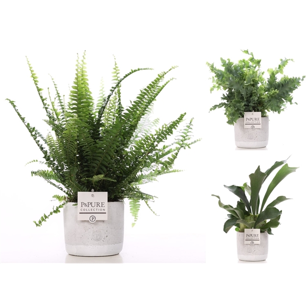 <h4>Varens gemengd in P&PURE Jade ceramics</h4>