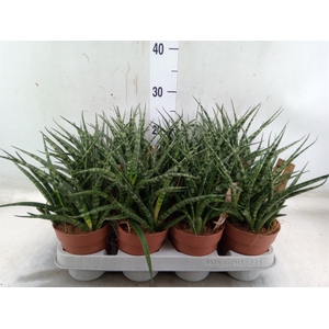Sansevieria  'Fernwood'