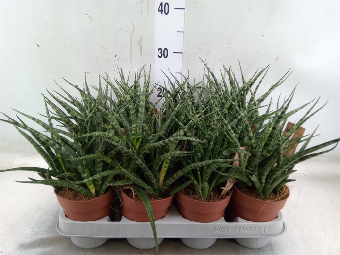 <h4>Sansevieria  'Fernwood'</h4>