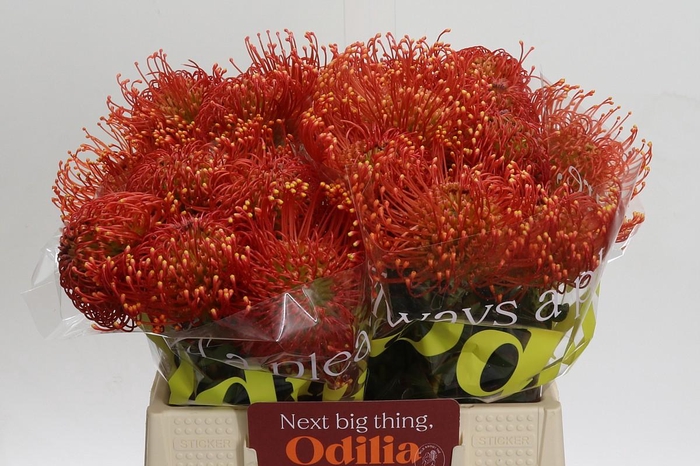 <h4>Nutans Vlam</h4>