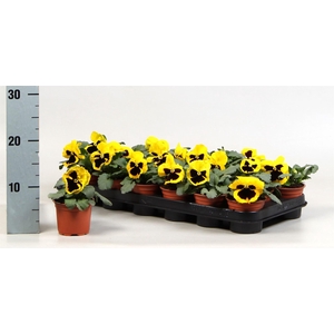 Viola wr. 'Colossus Yellow Blotch'