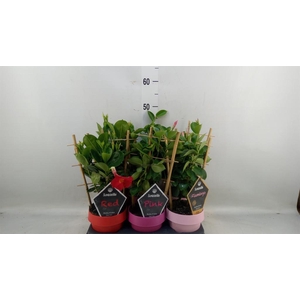 Mandevilla am. 'Sundav'  ...mix