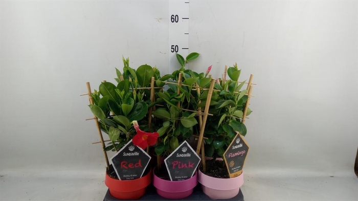 <h4>Mandevilla am. 'Sundav'  ...mix</h4>