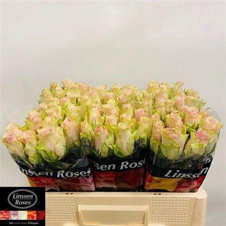 <h4>R Gr Pink Athena</h4>