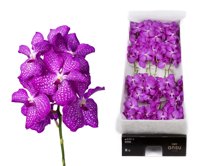<h4>Vanda 16 tak Pink Magic</h4>