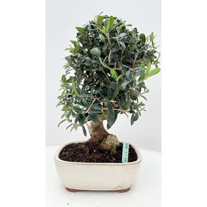 Olea europaea, pot 21 cm.