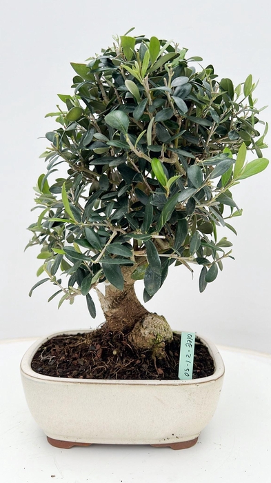 <h4>Olea europaea, pot 21 cm.</h4>