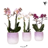 Phalaenopsis Multifloratypes overig
