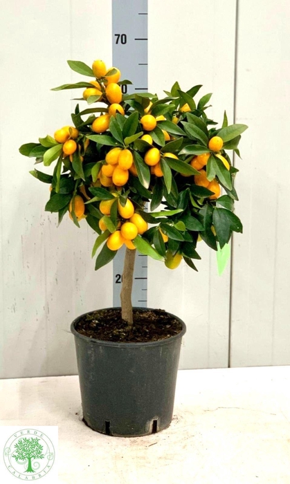 <h4>CITR MARGARITA</h4>