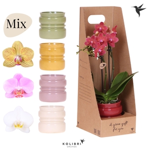 Kolibri Gift Set small Noma
