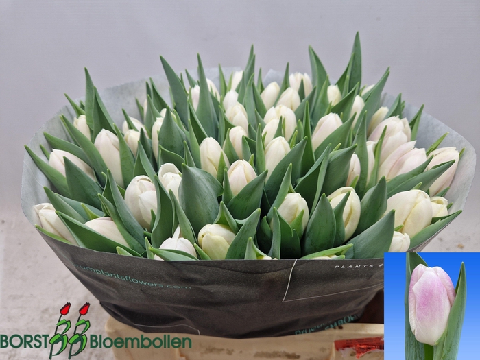 <h4>TU EN GHOST</h4>