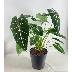 Allocasia Frydek pot 27