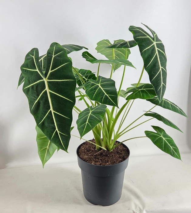 <h4>Allocasia Frydek pot 27</h4>