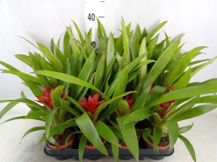 <h4>Guzmania  'Blitz'</h4>