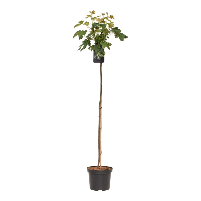 <h4>Acer pseud. 'Brilliantissimum' 120stam</h4>