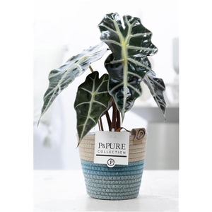 Alocasia Polly in P&PURE Fashionpot Valerie