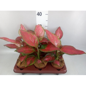 Aglaonema   ...