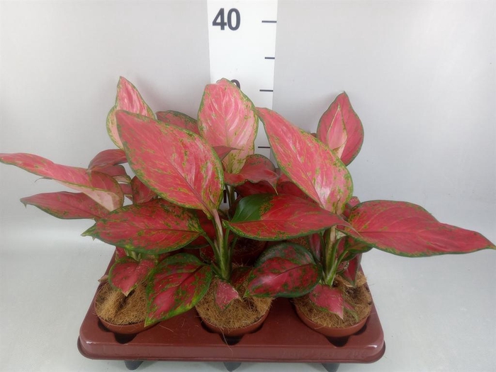 <h4>Aglaonema ...</h4>