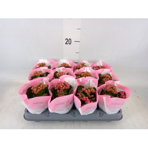 Kalanchoe  'RoseFlow Katie'