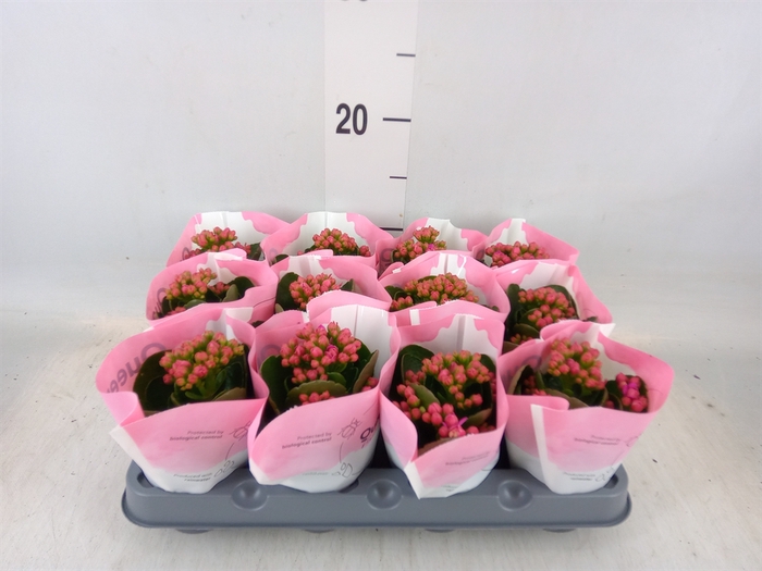 <h4>Kalanchoe  'RoseFlow Katie'</h4>