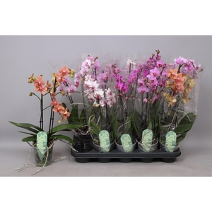 PHAL MF GEM 5 KL