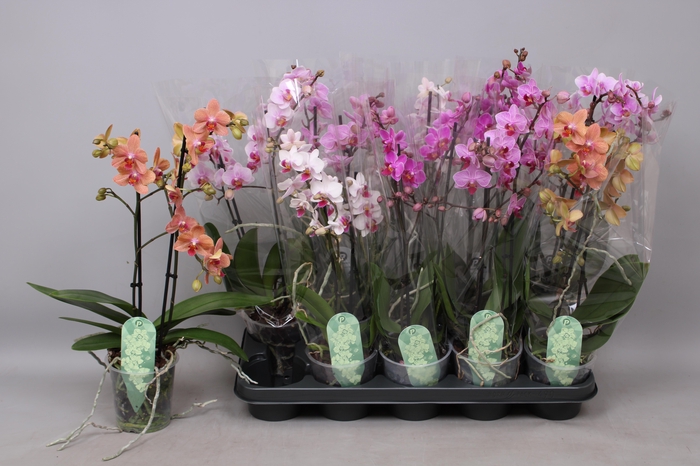 <h4>PHAL MF GEM 5 KL</h4>